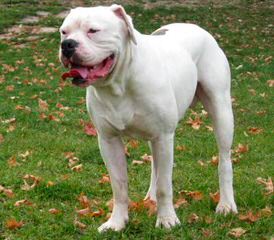 Alapaha Bulldog Stud - Dog Breeders