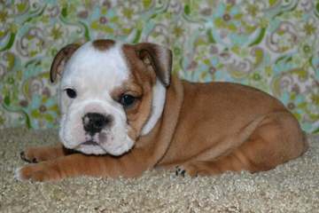 American Bulldog Pups - Dog and Puppy Pictures
