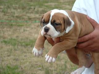 Looking For An American Bulldog Dam (With Papers) - Dog Breeders