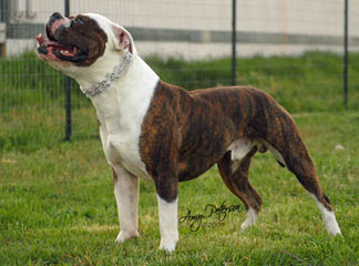 American Bulldog Stud - Dog Breeders