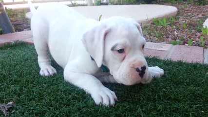 American Bulldog/Breeder - Dog Breeders