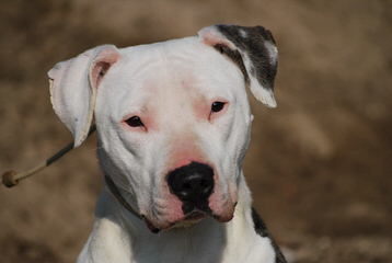 American Bulldog Puppies! - Dog and Puppy Pictures