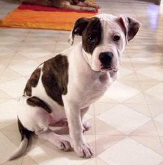 Alapaha Bulldog Stud - Dog and Puppy Pictures