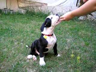 Rainshadow American Bulldogs - Dog Breeders