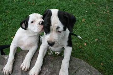 Awesome American Bulldogs - Dog and Puppy Pictures