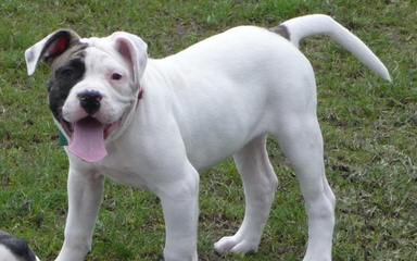 American Bulldog Puppy Dog - Dog Breeders