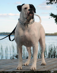 Bandogs, American Bandogs, Family Guardians - Dog Breeders