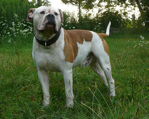 Alarics American Bulldogs - Dog and Puppy Pictures