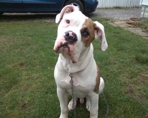 China’s American Bulldog Puppies - Dog Breeders