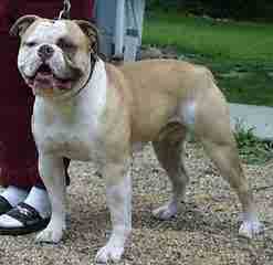 Beautiful Male Abd For Studding - Dog Breeders