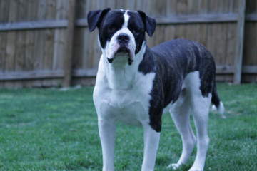 Championship Line American Bulldog Puppies - Dog Breeders