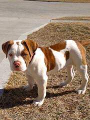 American Bulldog X American Staffs – Herts - Dog Breeders