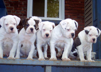 American Bulldog/Breeder - Dog Breeders