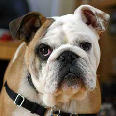 Eracksamericanbulldogs.Com - Dog Breeders