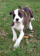 American Bulldog Puppy Dog - Dog and Puppy Pictures