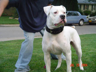 Ado-Beg American Bulldogs - Dog Breeders