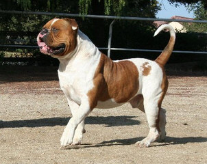 $700American Bulldog Female Puppy Nkc Reg. - Dog Breeders