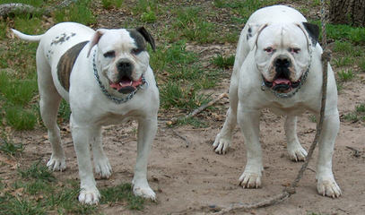 True Bulldogs - Dog and Puppy Pictures