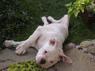 American Bulldog Stud - Dog Breeders