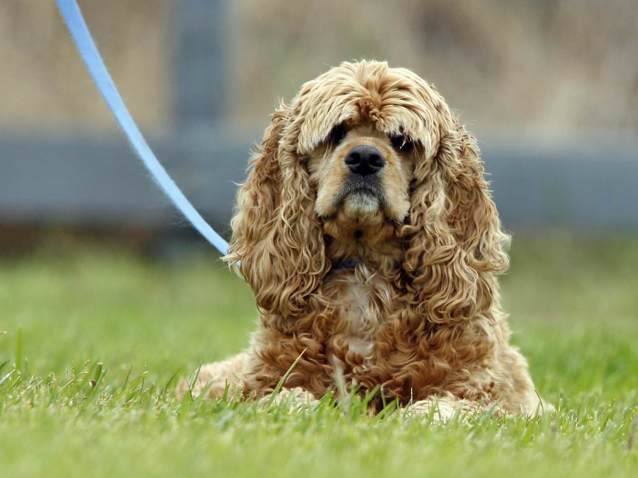 American Cocker Spaniel Dogs and Puppies