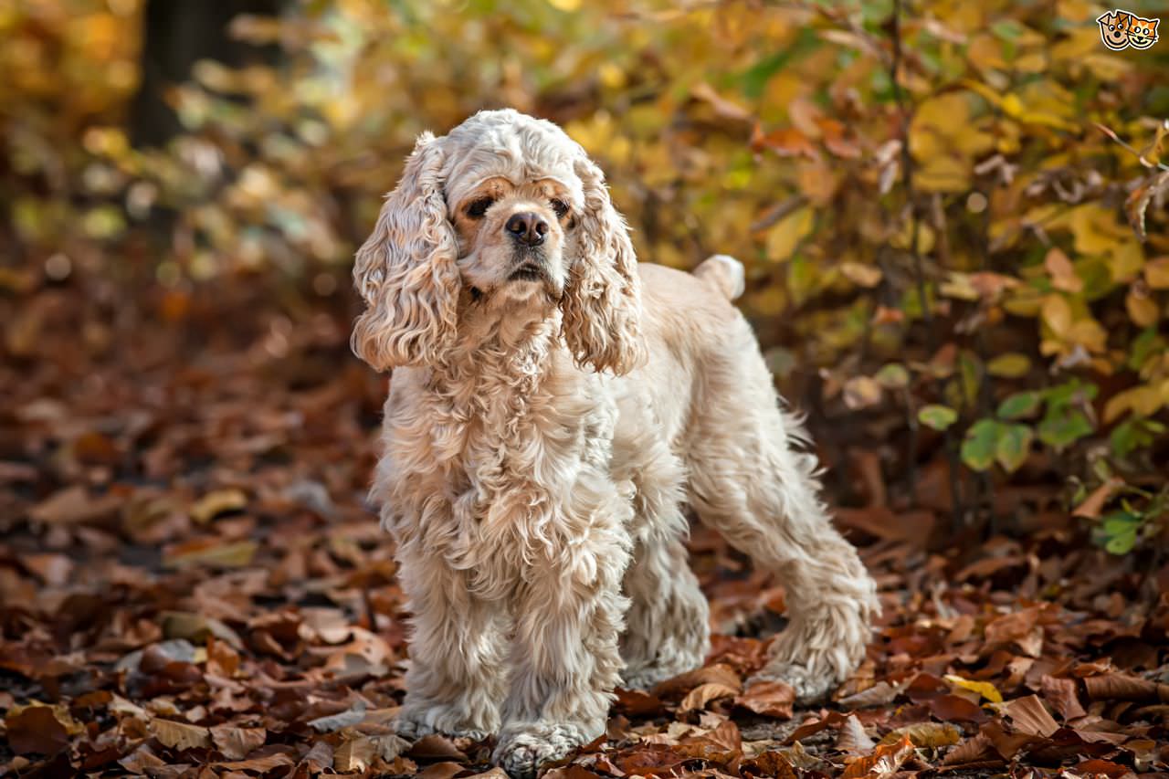 American Cocker Spaniel Dogs and Puppies