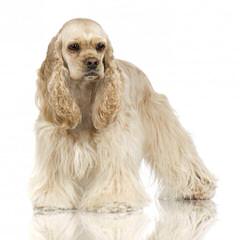 Comstock’s Cocker Spaniels - Dog Breeders