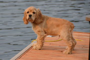 Ivorilace cockers and yorkies - Dog Breeders