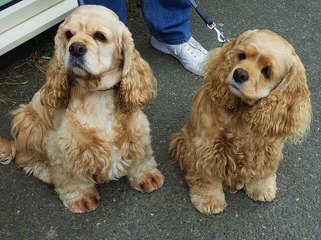 Comstock’s Cocker Spaniels - Dog and Puppy Pictures