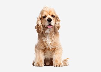 Aca Registered Spaniel Looking For A Mate - Dog Breeders