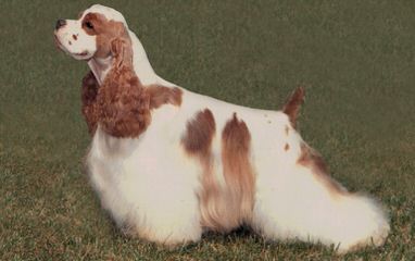 TSUNAMI Cockers - Dog Breeders