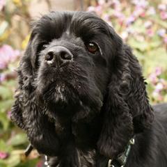 Alice Gettelfinger  Wunderland Cocker Spaniel - Dog Breeders