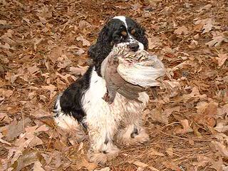 Beautiful Akc Cocker Pups - Dog and Puppy Pictures