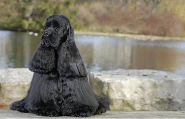 American Cocker Spaniels Of Kansas City - Dog Breeders