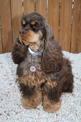 Comstock’s Cocker Spaniels - Dog Breeders