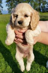 Wunderland Cocker Spaniel Club LLCc - Dog Breeders