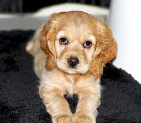 Breeders Of Cocker Spaniel Puppies & Cockapoo Puppies - Dog and Puppy Pictures