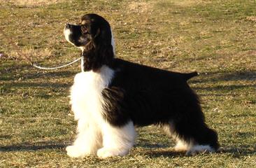 Akc Cocker Spaniel Puppies - Dog and Puppy Pictures