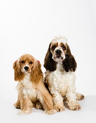 Gorgeous Cocker Spaniel Babies - Dog and Puppy Pictures