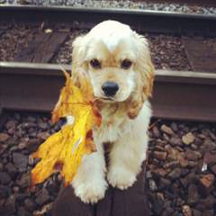 Cocker Spaniel Puppies - Dog Breeders