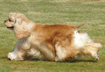 Alice Gettelfinger  Wunderland Cocker Spaniel - Dog Breeders