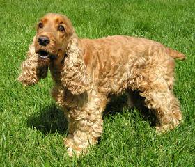 Cocker Spaniel Puppies in Texas - Dog Breeders