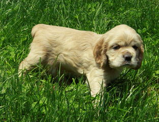 Akc American Cocker Spaniel Puppies - Dog and Puppy Pictures