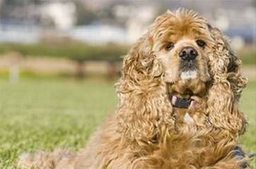 Akc Cocker Spaniels - Dog Breeders