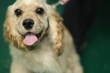 Carriage House Cocker Spaniels & Cockapoos - Dog Breeders