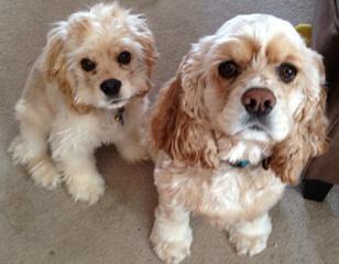 Cocker Spaniel Puppies in Tennessee - Dog Breeders