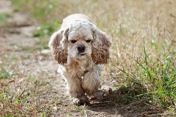 Cockapoo Puppies - Dog and Puppy Pictures