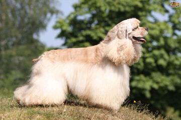 Am-Erica’s Cocker Spaniels - Dog and Puppy Pictures