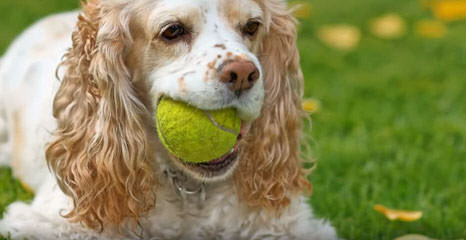 Akc Cocker Spaniel Puppies in Pennsylvania - Dog Breeders