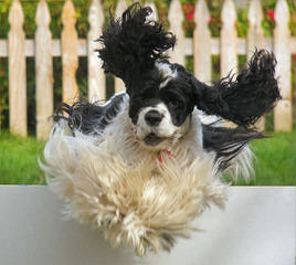 Cocker Spaniel Puppies in Tennessee - Dog Breeders