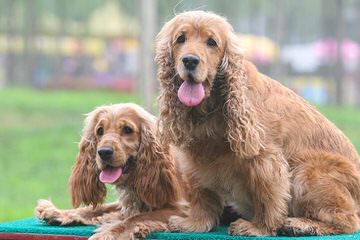 Breeders Of Cocker Spaniel Puppies & Cockapoo Puppies - Dog Breeders